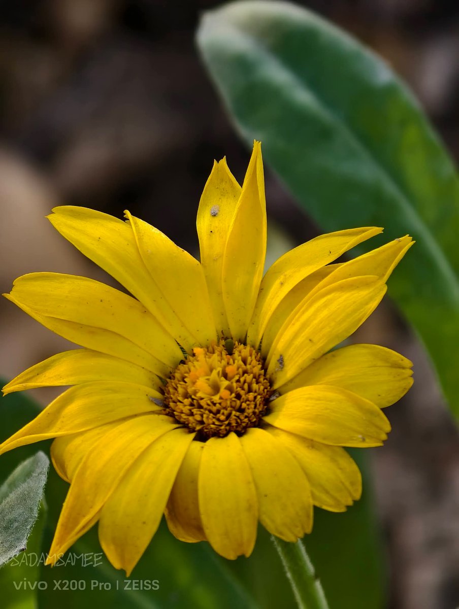 SadamSamee's tweet photo. Beautiful yellow bloom. ☀️🌾
VivoX200Pro
#VivoX200Pro #ShotOnVivo #ZeissOptics #MacroPhotography #YellowFlower #NatureDetails #StemTexture #FloralPortrait #MobileMacro #MacroShot #PetalPerfection #MicroWorld #BotanicalArt #natureinfocus https://t.co/SkUUq2exGs