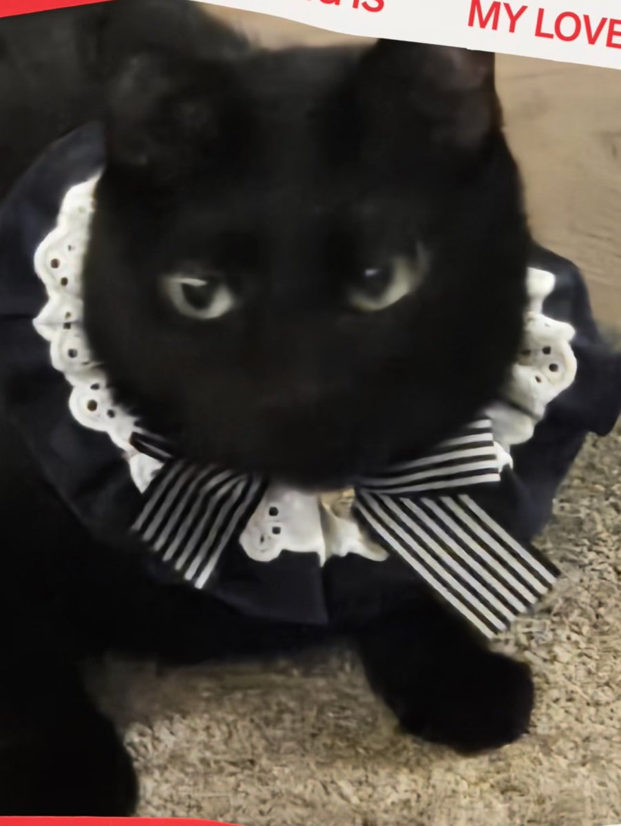 #SUGA - What is your love song!?💜

Yoongi’s cat “TANG” 🐈

#whatisyourlovesong