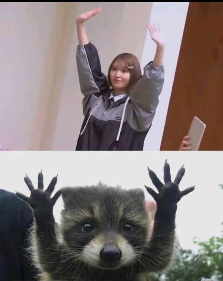 MomoQueen99's tweet photo. Pedro, Pedro, Pedrope...jajaja 🦝🩷 https://t.co/1Pxla3k2nf