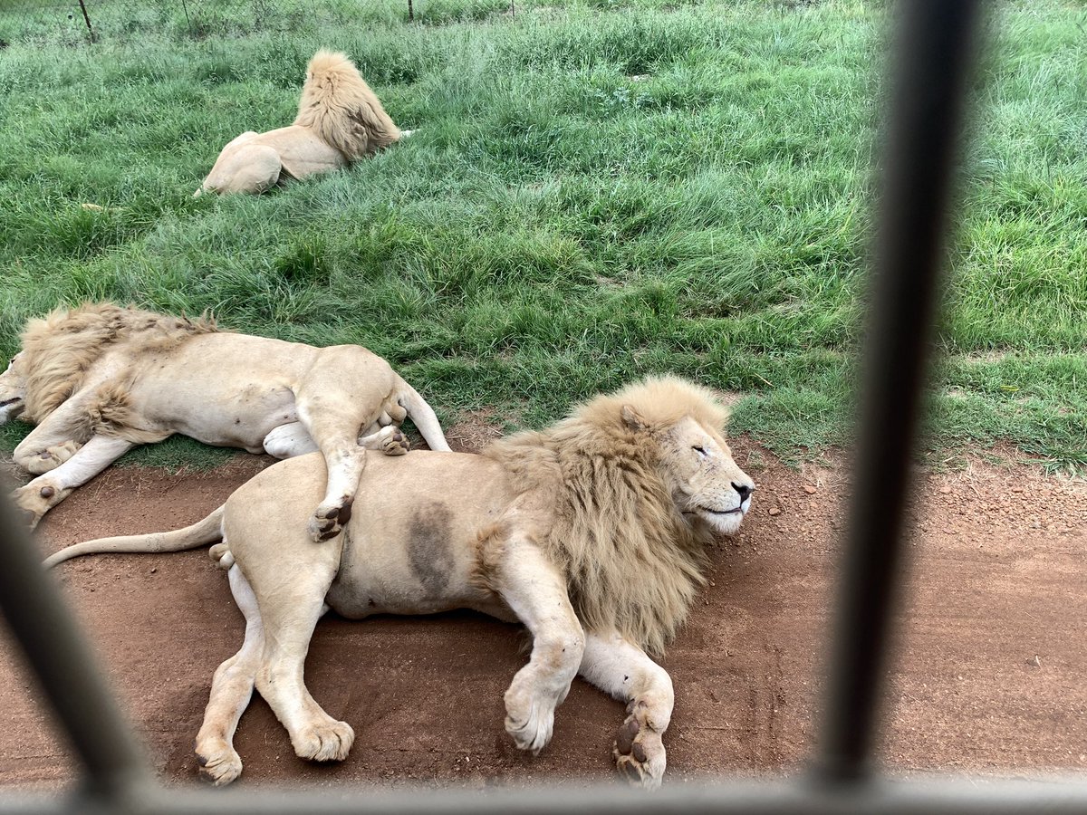 srpaudel's tweet photo. A truly unique and memorable journey. 🇿🇦
#WildlifeTourism #SafariPark #SouthAfrica #TravelReflection https://t.co/xUx6eUwq9b