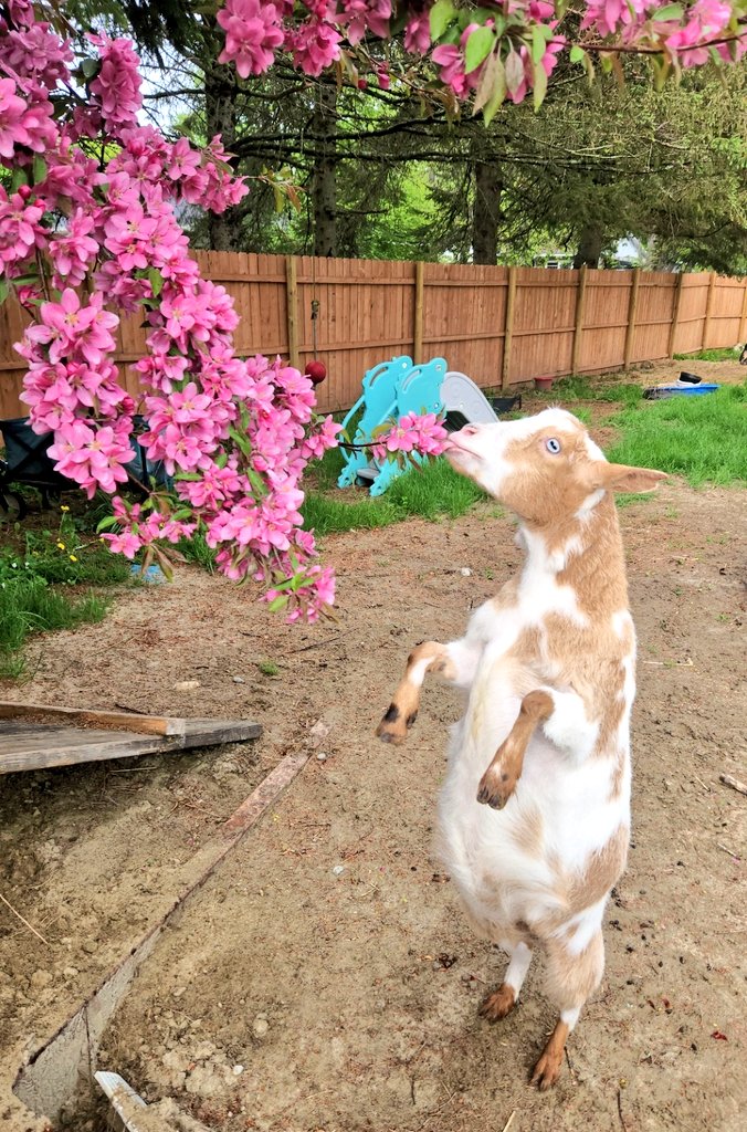 Remembering Barbara today and know she's smiling from above. Thinking of the family and Bella <a href="/BellaShihTzuAce/">Bella🇬🇧</a>❤️ We'll all miss you, but know you're always here in spirit💞 Smelling the flowers #ForBarbara