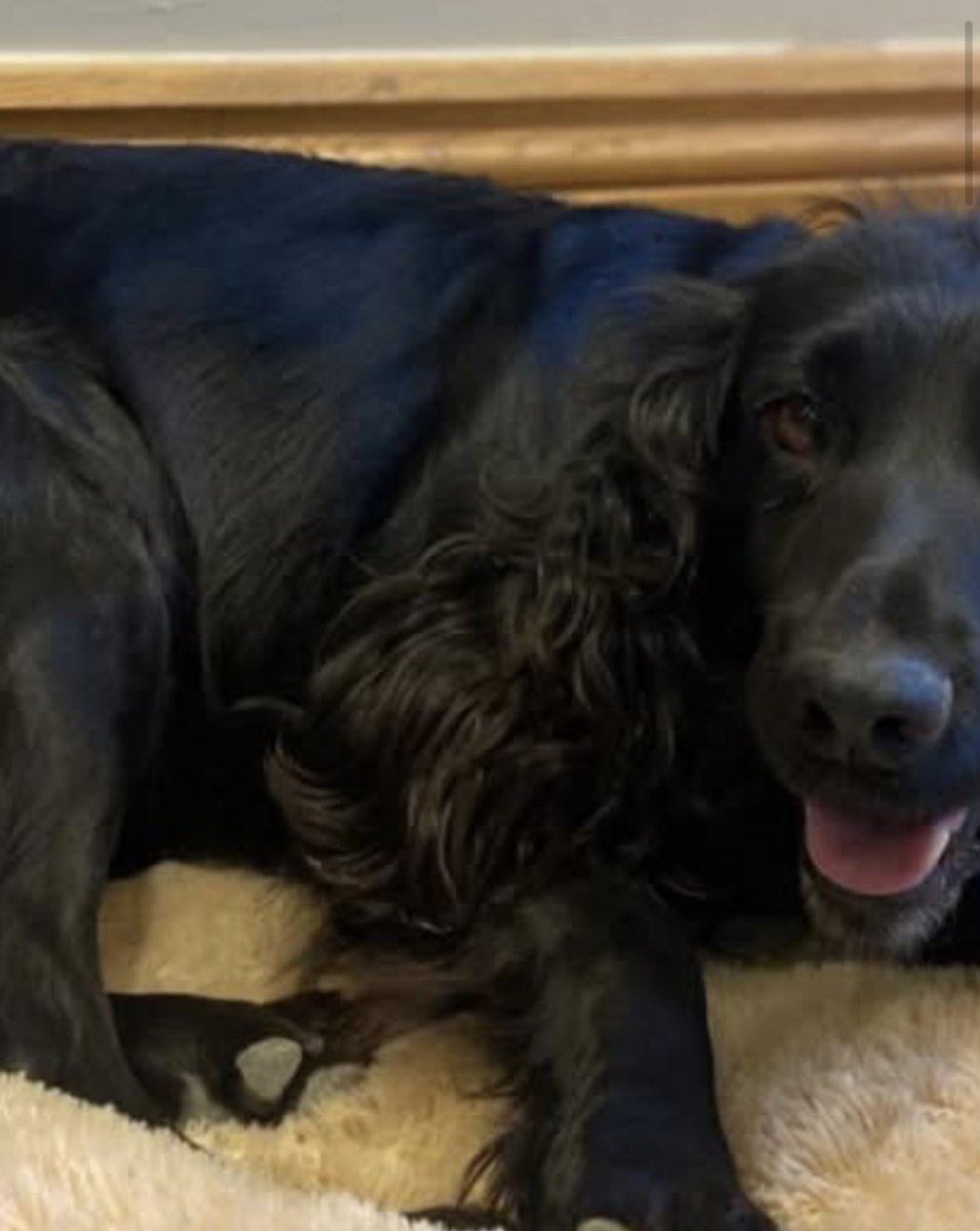 rosieDoc2's tweet image. RUBY black adult female #Cocker missing 8/2/26 from nr #diddlebury CRAVEN ARMS #shropshire #SY7 
LOVELY DOG VERY FRIENDLY 

🆘BEEN MISSING 7 DAYS - PLS RT/👀 FOR RUBY🆘 Last seen at #Corfton on Sunday pm
doglost.co.uk/dog/202123

@ShropshireStar @shropshirelive @BitofDecorum