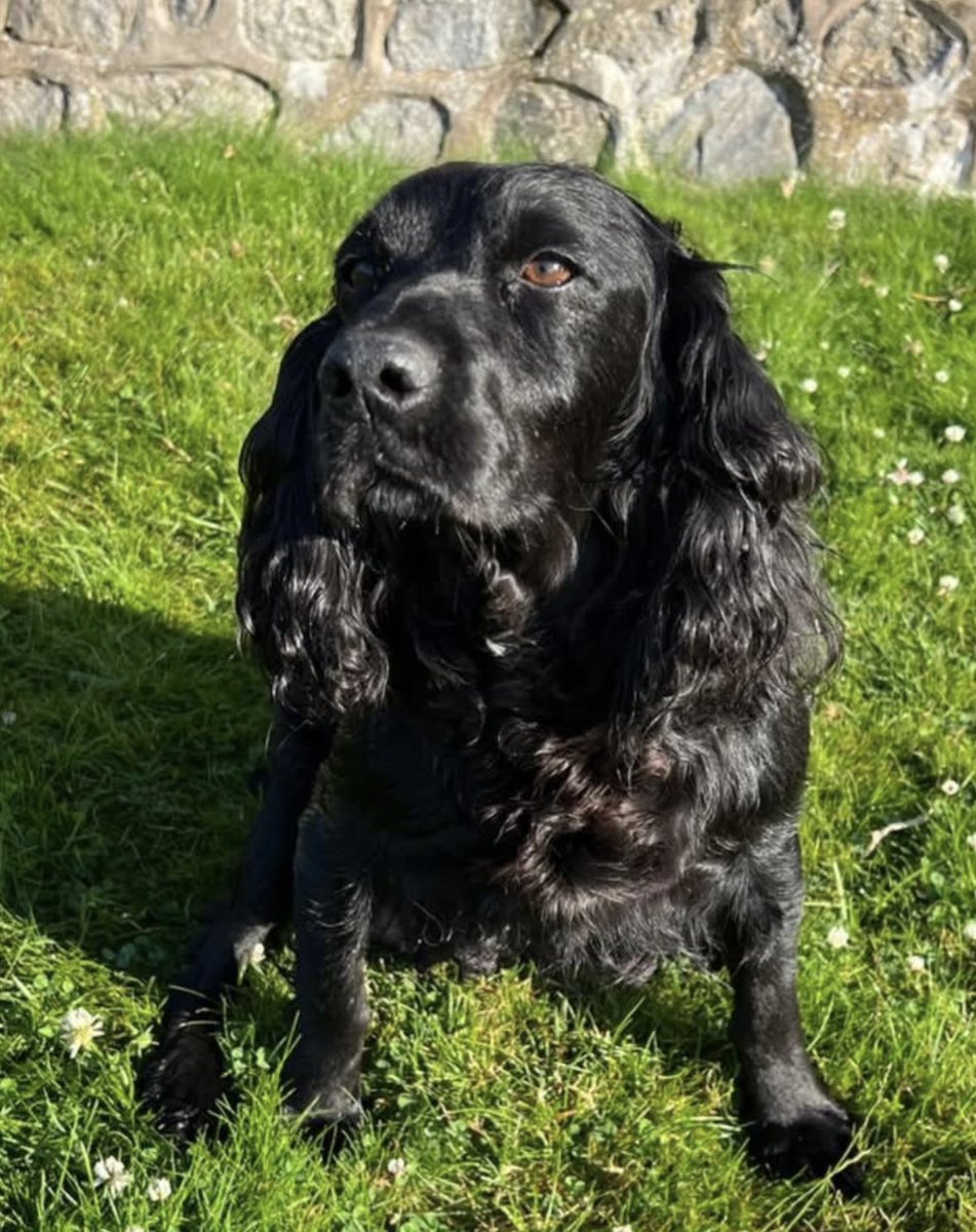rosieDoc2's tweet image. RUBY black adult female #Cocker missing 8/2/26 from nr #diddlebury CRAVEN ARMS #shropshire #SY7 
LOVELY DOG VERY FRIENDLY 

🆘BEEN MISSING 7 DAYS - PLS RT/👀 FOR RUBY🆘 Last seen at #Corfton on Sunday pm
doglost.co.uk/dog/202123

@ShropshireStar @shropshirelive @BitofDecorum