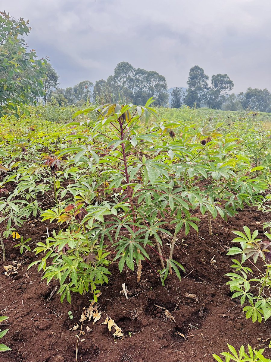FESO (Femmes Solidaires) tweet media