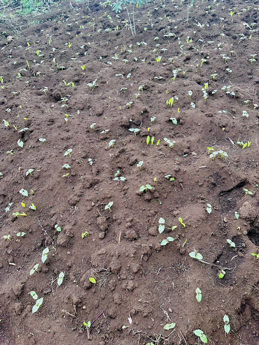 FESO (Femmes Solidaires) tweet media