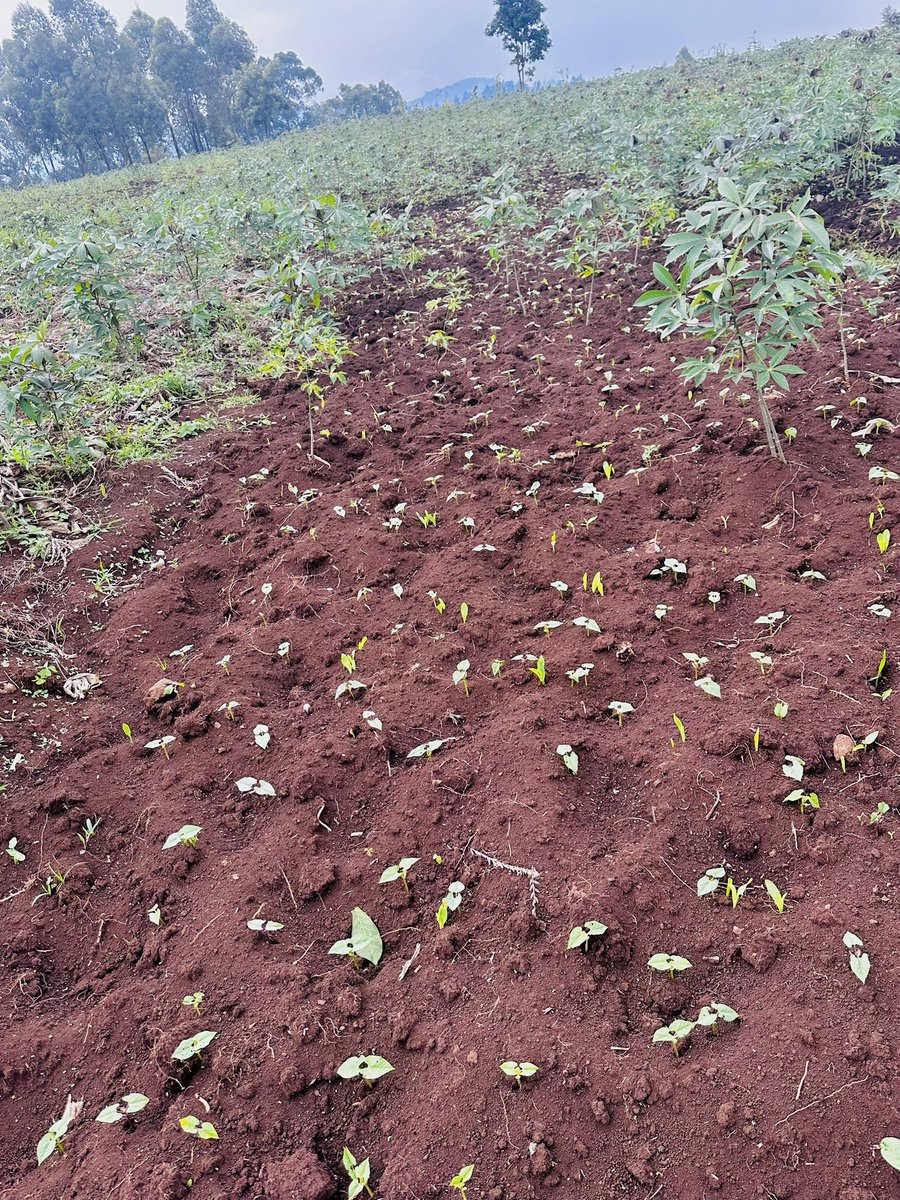 FESO (Femmes Solidaires) tweet media