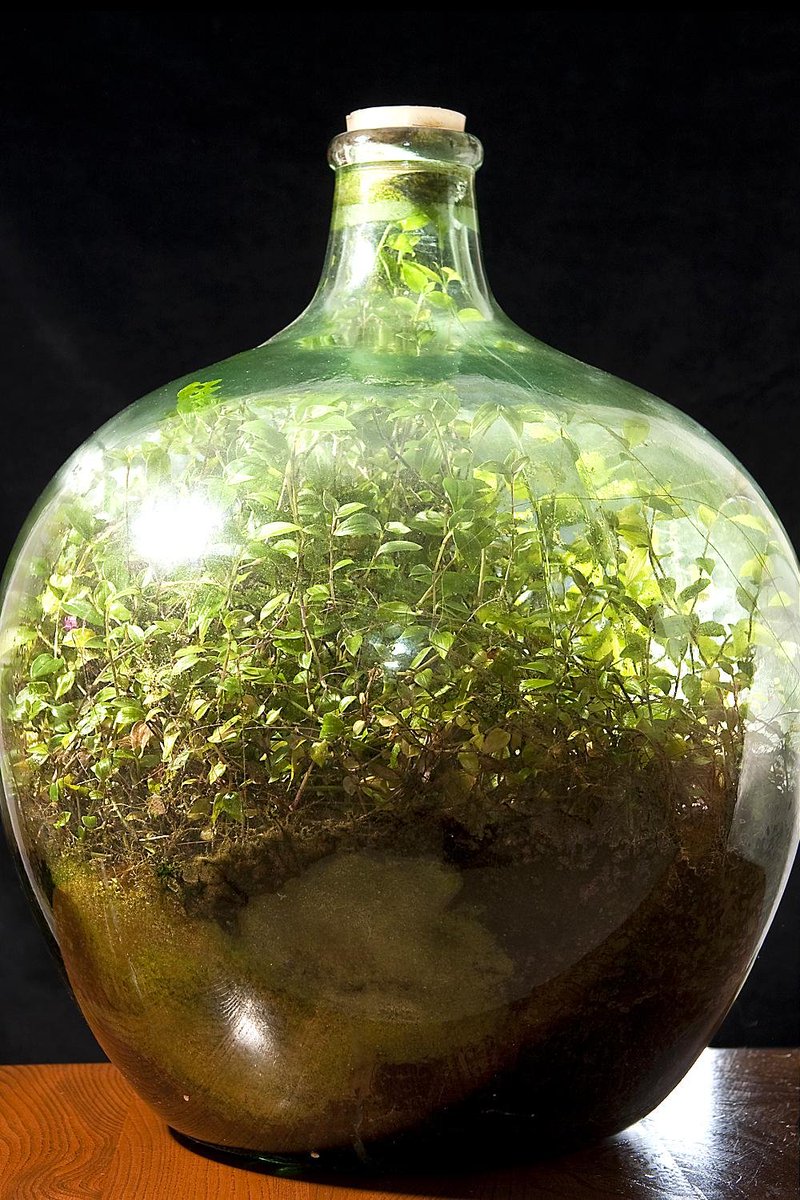 forallcurious's tweet image. In 1960, the British man David Latimer planted a small Tradescantia inside a glass terrarium without imagining that he was creating one of the most fascinating experiments on natural balance.

Years later, the container was sealed shut and the plant continued to live thanks to a
