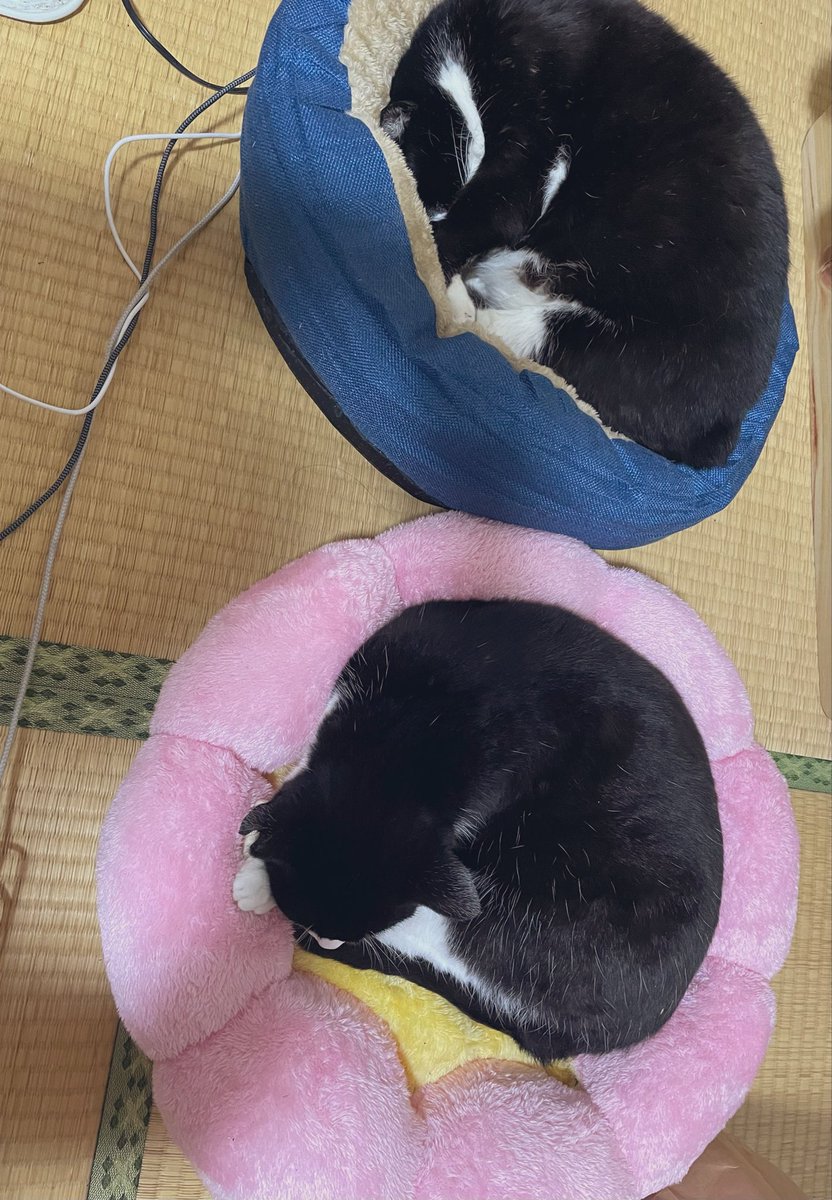 tabiobio's tweet photo. 今日は寝具を買った
どこでもどんな感じでも寝れるのが特技すぎて犬の寝床みたいな感じになっていたから満足
ついでに猫の布団も買ってあげたら
速攻で寝てくれた https://t.co/oTxeo3Jugf