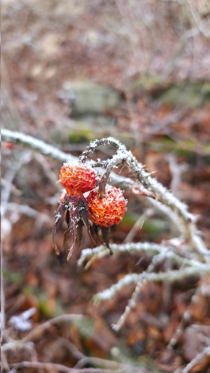 PMD486's tweet photo. Rosehip 2026-02-14
#Rosehip #RosaCanina × #wrinkled x #frozen x #snowed https://t.co/mDoCUI4Yd3