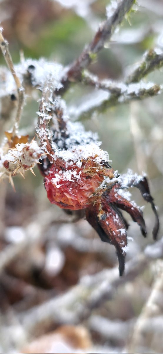 PMD486's tweet photo. Rosehip 2026-02-14
#Rosehip #RosaCanina × #wrinkled x #frozen x #snowed https://t.co/mDoCUI4Yd3