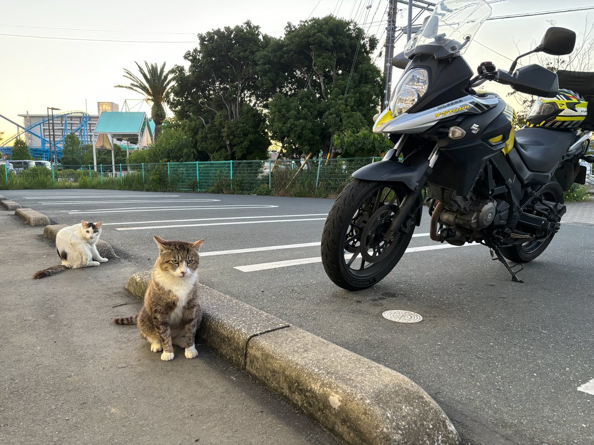 バイク好きが撮った猫の画像を無言で貼る見た人もやってねお願い𓃠𓈒