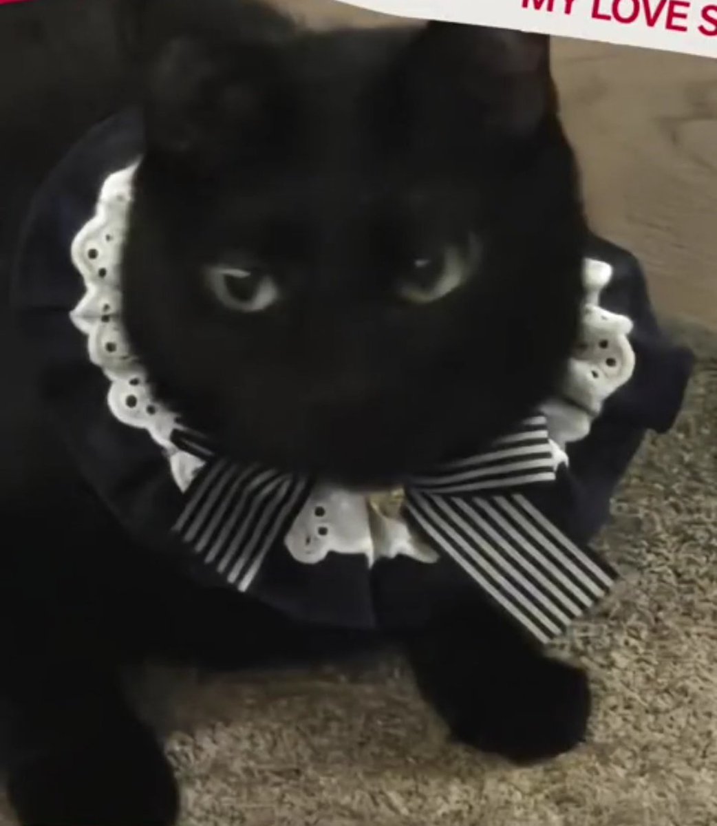 탕이너무귀여워..🐱🖤💙💜