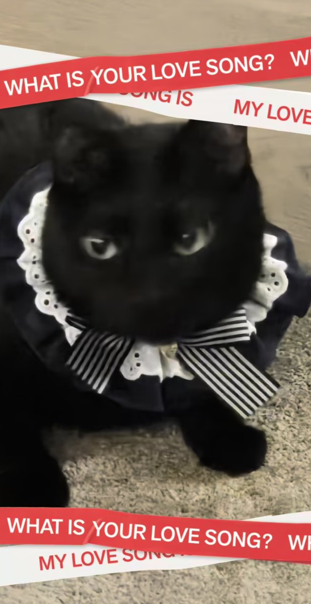 슈가와 탕이의 시밀러룩