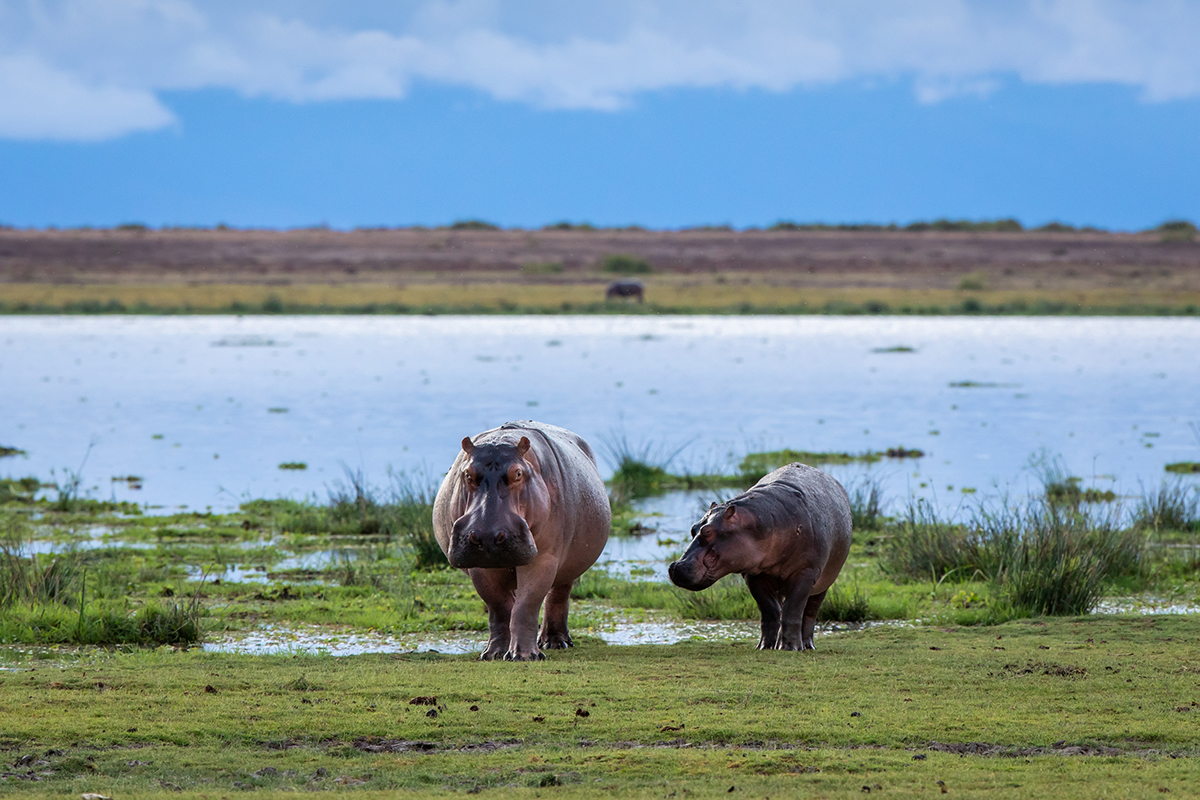 Big Life Foundation tweet media