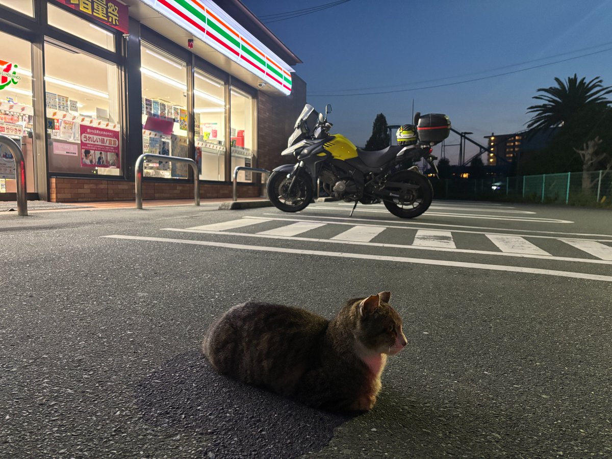 バイク好きが撮った猫の画像を無言で貼る見た人もやってねお願い𓃠𓈒