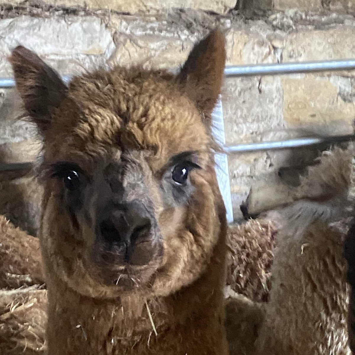 BingfieldAlpac1's tweet photo. Honolulu was not impressed with Halter training today she is now in a sulk I tried explaining itโs for her own good but she is having none of it ๐#love #huffy #Honolulu #Sunday https://t.co/TpraVUG3C9