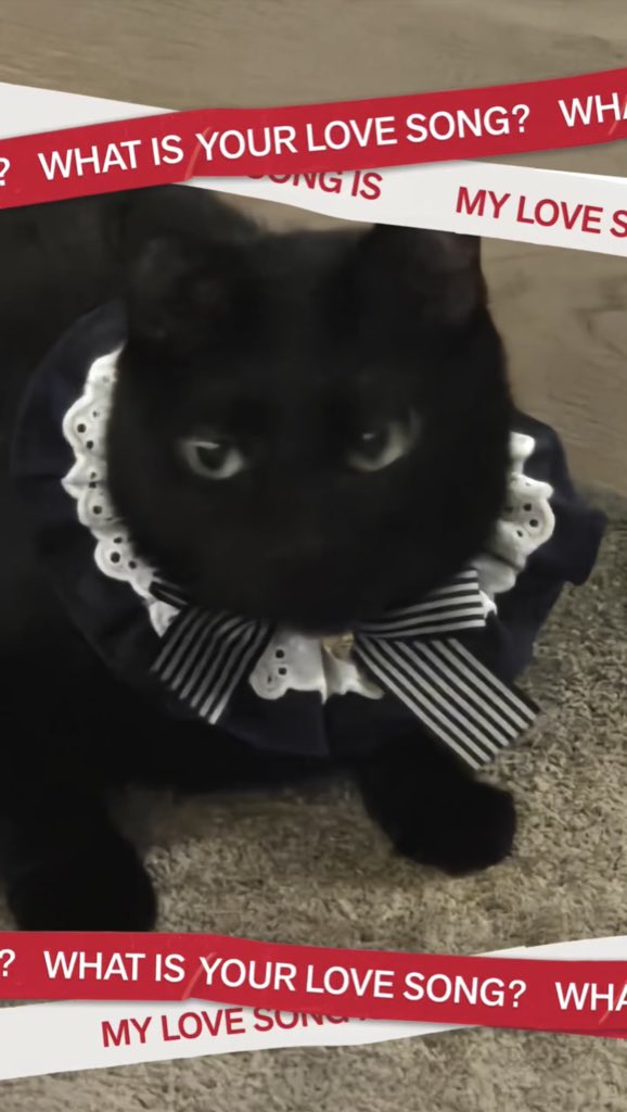 "WHAT IS YOUR LOVE SONG?" — #SUGA's cat "TANG" 

(instagram.com/reel/DUyJ7t0kx…) 
#whatisyourlovesong 
#BTS_ARIRANG