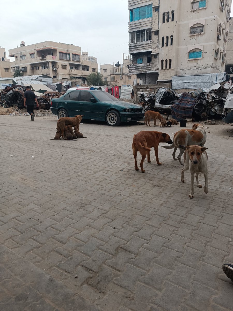 Hishamsousi's tweet image. They suffer in silence… 💔🐾
No voice to cry, no one but us to care.
Don’t scroll past their hunger. 🙏
Tonight, you can be the reason they eat and survive. 🐶🤍
Every share 🔁 and every dollar 💳 truly saves a life. ✨
🔗 paypal.me/ibbe02 🐾