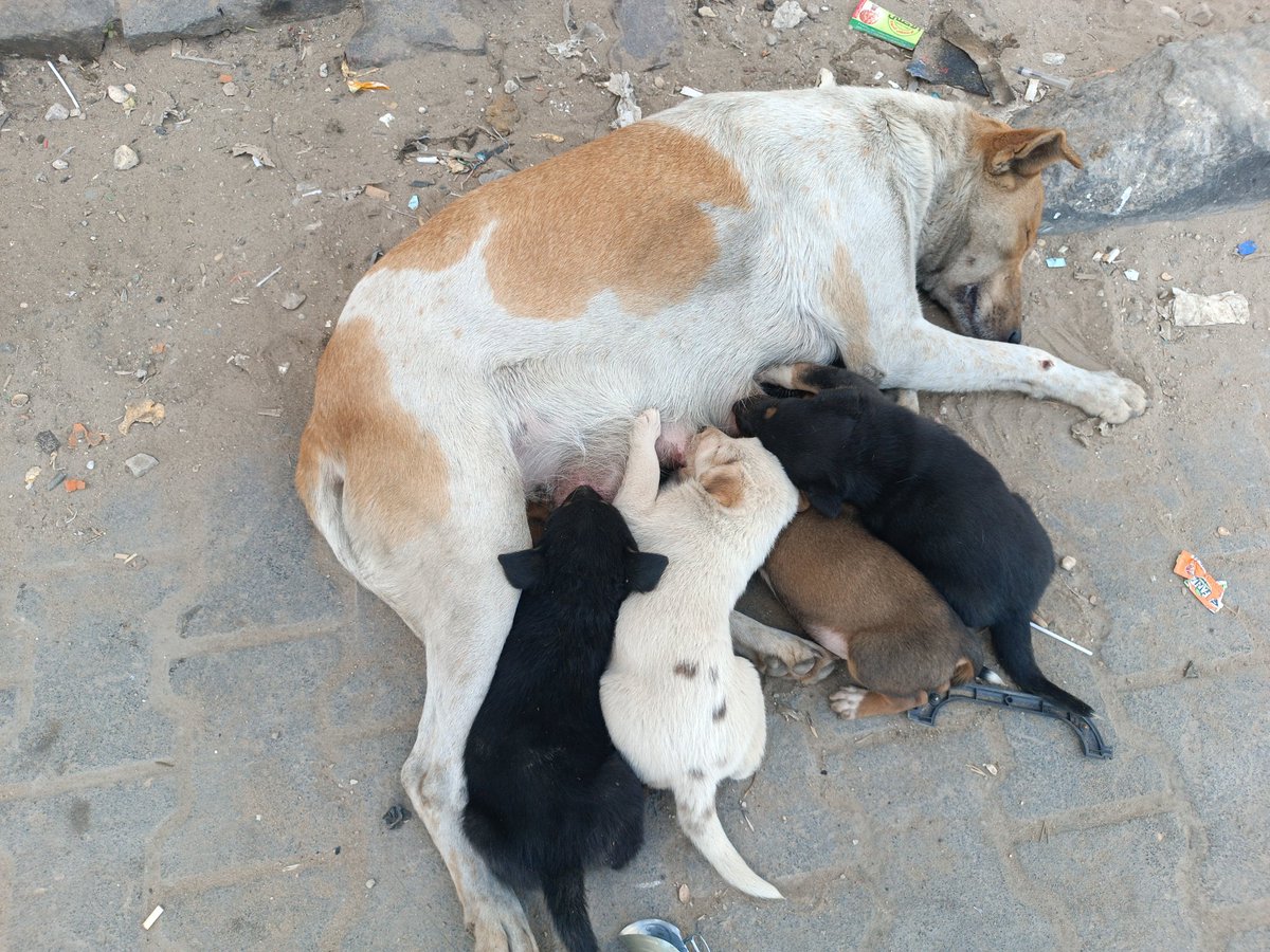 Hishamsousi's tweet image. They suffer in silence… 💔🐾
No voice to cry, no one but us to care.
Don’t scroll past their hunger. 🙏
Tonight, you can be the reason they eat and survive. 🐶🤍
Every share 🔁 and every dollar 💳 truly saves a life. ✨
🔗 paypal.me/ibbe02 🐾