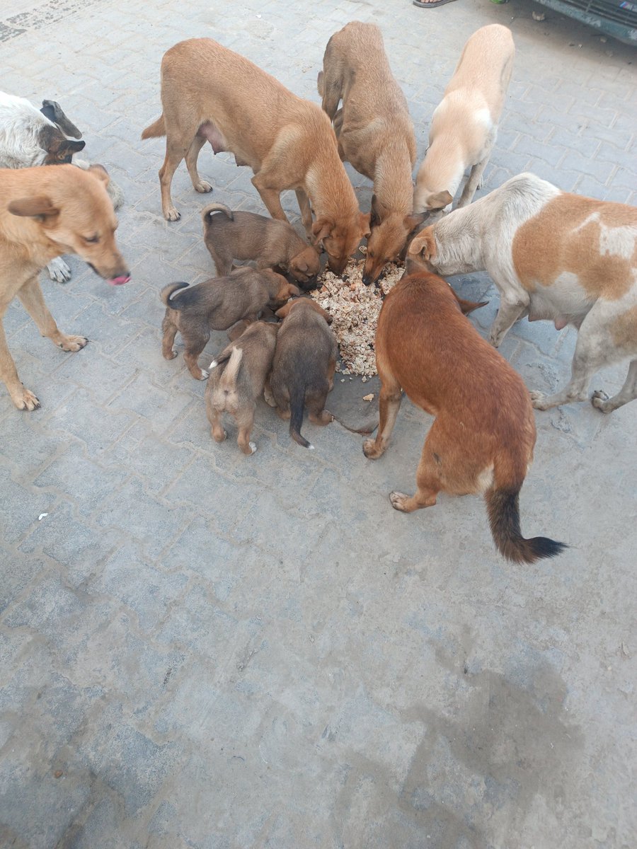 Hishamsousi's tweet image. They suffer in silence… 💔🐾
No voice to cry, no one but us to care.
Don’t scroll past their hunger. 🙏
Tonight, you can be the reason they eat and survive. 🐶🤍
Every share 🔁 and every dollar 💳 truly saves a life. ✨
🔗 paypal.me/ibbe02 🐾