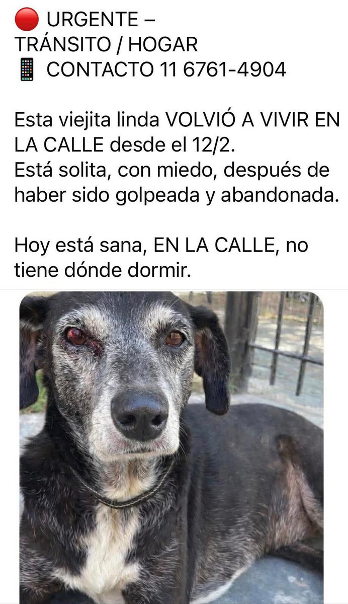 URGENTE UN HOGAR PARA ESTA VIEJITA AMOROSA 👇🏾