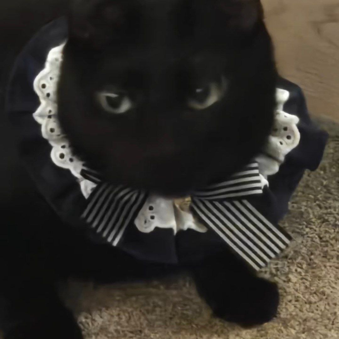 TangerineOfBTS's tweet image. Porque lloras?

Yo:  La "Love Song" de Yoongi es mostrar a Tangie &amp;gt;3