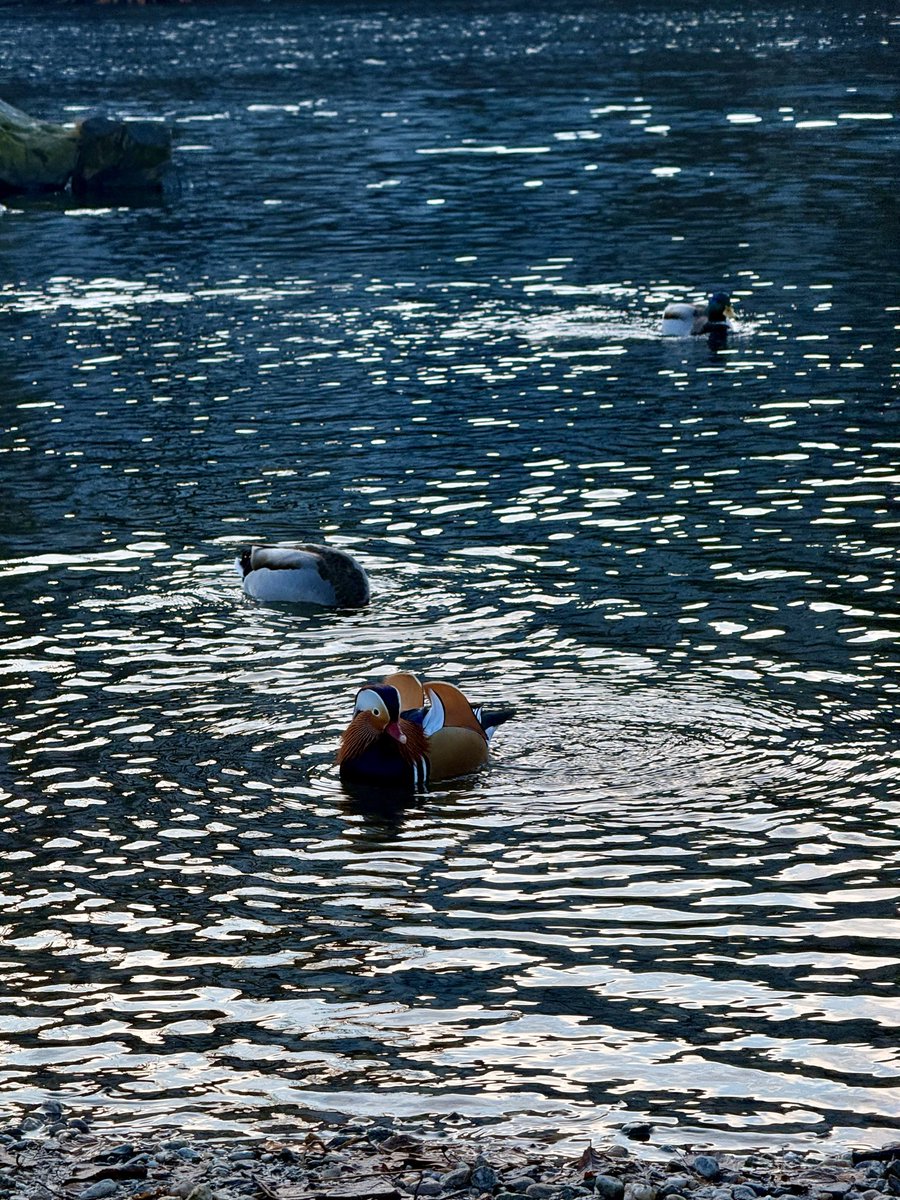 Klemens 🦆 Art of Fauna tweet media