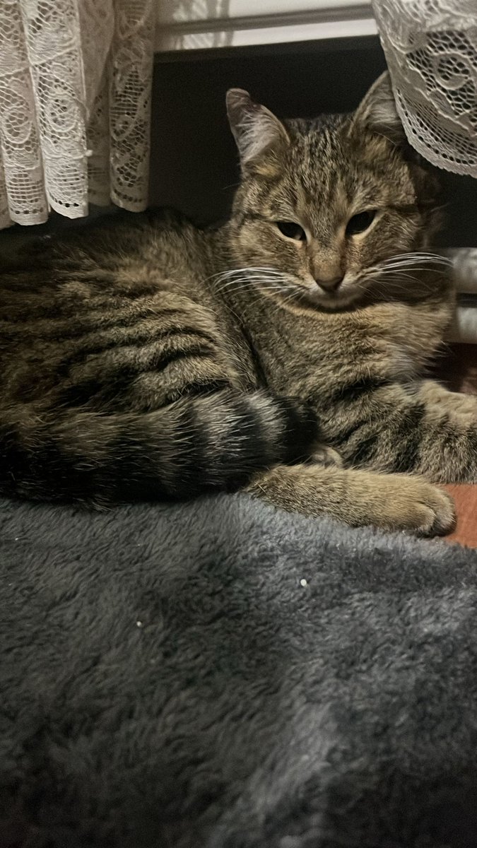 ACİL YUVA
11-12 aylık kısır dişi çok uysal ve tatlı bir kedi,kedilerle arası da iyi.Sokakta yapamıyor.Aşısı yaptırılır. Kum biliyor.Geçici yuvasında çok zamanı yok lütfen paylaşalım bu güzelliğin yuvası olmasın mı :((