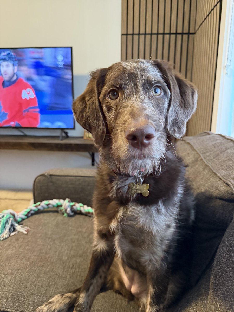 Does this dog look like splinter a bit?!?