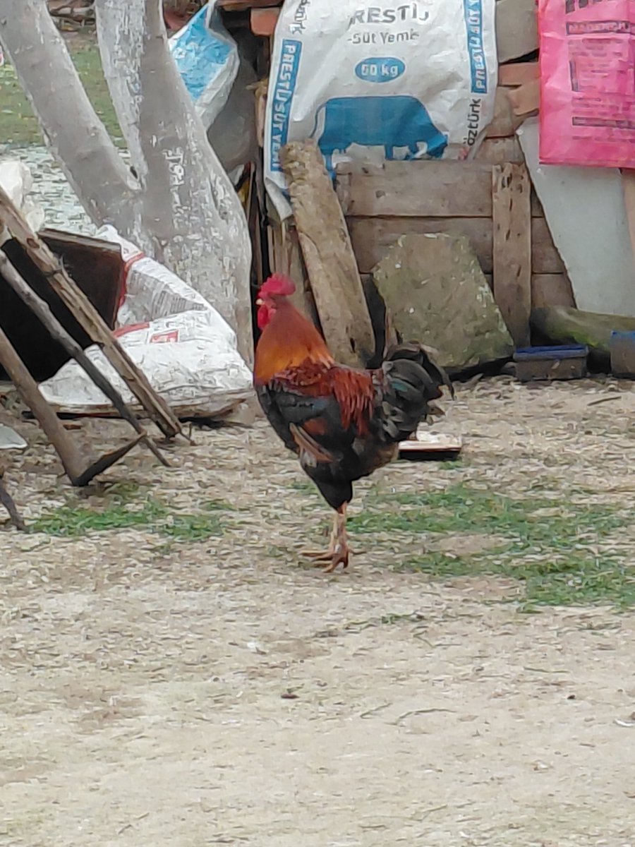 Wilson lo siento, lo siento wilson