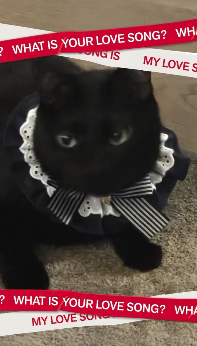yoongi tiene un gato y no solo tiene un gato TAMBIÉN LE PONE MOÑOS Y LO VISTE ELEGANTE, es el hombre perfecto chicas