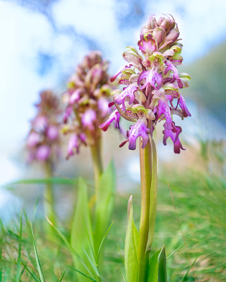 Orquídia silvestre Himantoglossum robertinaum, popularment dita mosques grosses.
És la primera espècie de la temporada a florir i em dona molta alegria quan la trobo!
Fujifilm X-H2 + Sigma 16-300
<a href="/MuseuBdn/">Museu de Badalona</a> <a href="/petroliedicions/">Pont del Petroli Edicions</a> <a href="/fujifilm_es/">Fujifilm España</a> <a href="/Foto_K/">Foto K</a> <a href="/SigmaPhotoSpain/">SIGMA Spain</a>