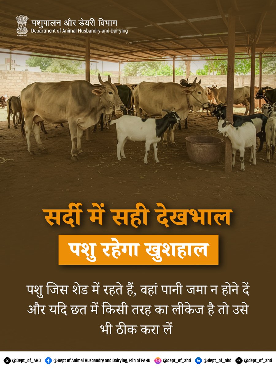 Dept_of_AHD's tweet image. पशु जिस शेड में रहते हैं, वहां पानी जमा न होने दें और छत में किसी भी प्रकार का लीकेज हो तो तुरंत ठीक कराएं। सूखा और सुरक्षित आवास पशुओं को बीमारियों से बचाने में मदद करता है।

#WinterCare #AnimalHealth #LivestockCare