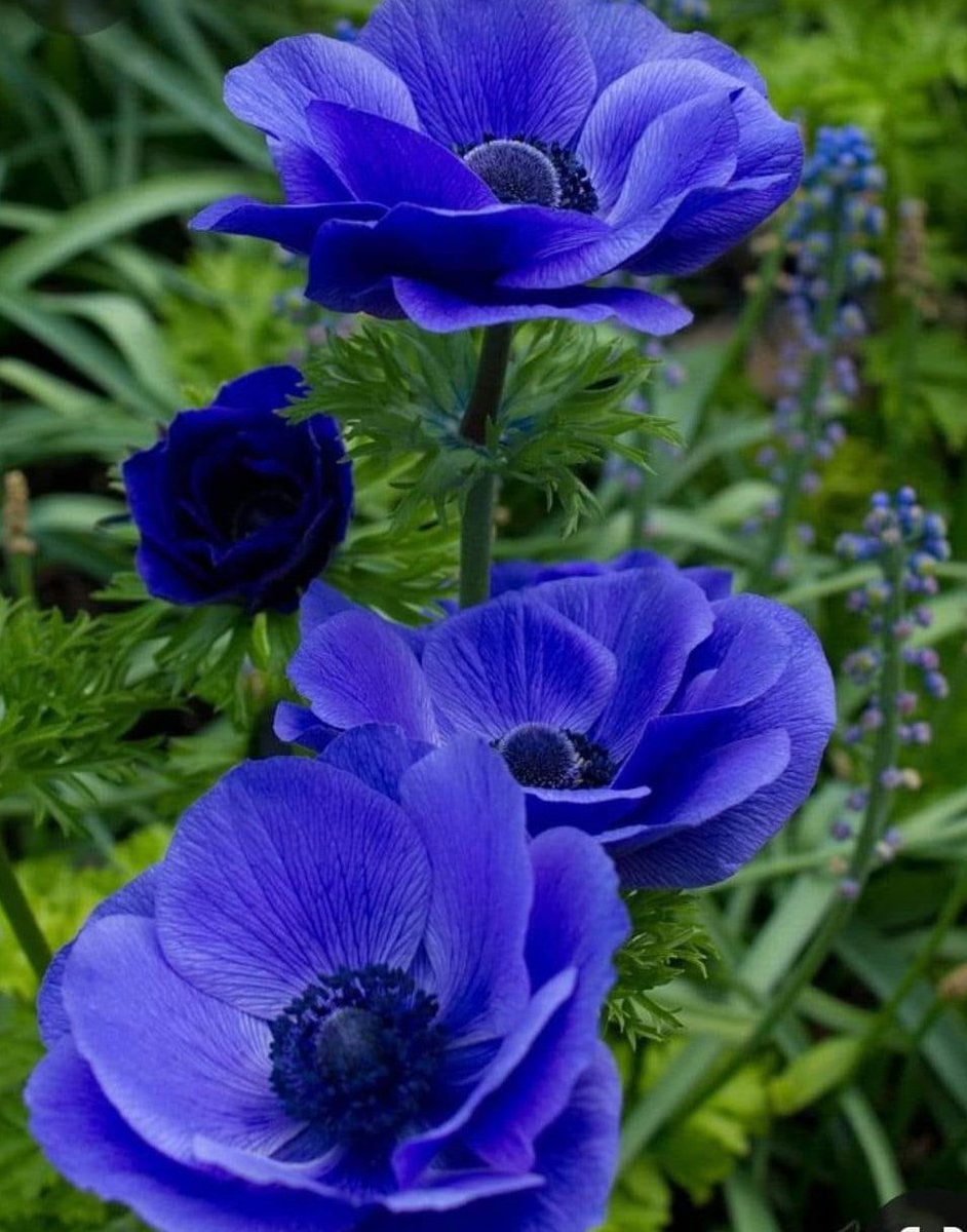livewirelois's tweet photo. 🌺💙🌺💙🌺💙🌺💙🌺💙🌺💙🌺💙🌺🌿🌺🌿🌺🌿🌺🌿🌺🌿🌺🌿🌺🌿 https://t.co/F6ZzufGd9D
