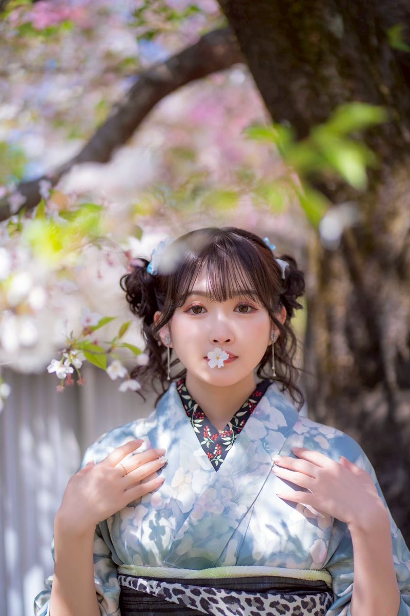 Kchan_photo's tweet photo. ��物付き👘桜撮影🌸は4月に行いますので、お知らせお待ちください📢 https://t.co/PRFxRtipCo