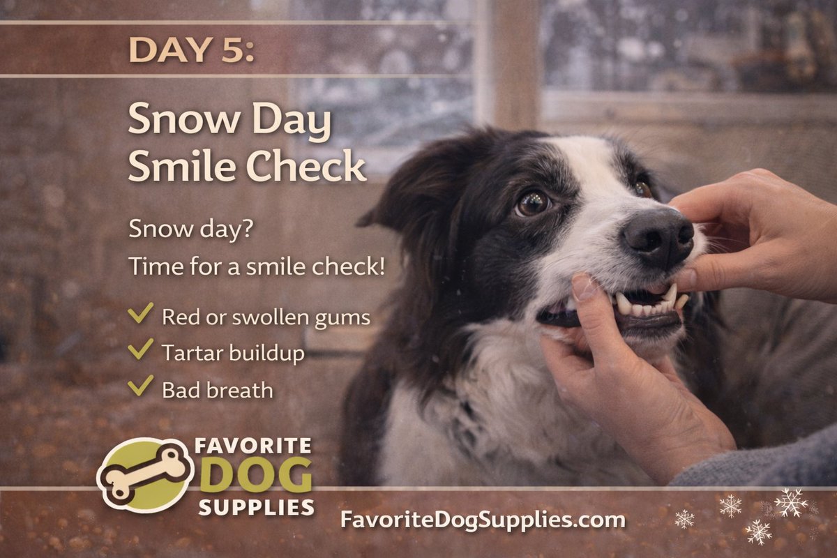 Dog_Supplies_'s tweet image. Snow day = smile check day ❄️🦷
Quick look, big difference!
FavoriteDogSupplies.com
#DogHealth #WinterRoutine #DogSmile
