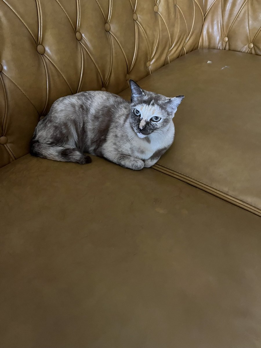 Tinybudd ft. เพื่อนเช่า | ทำการบ้าน tweet media