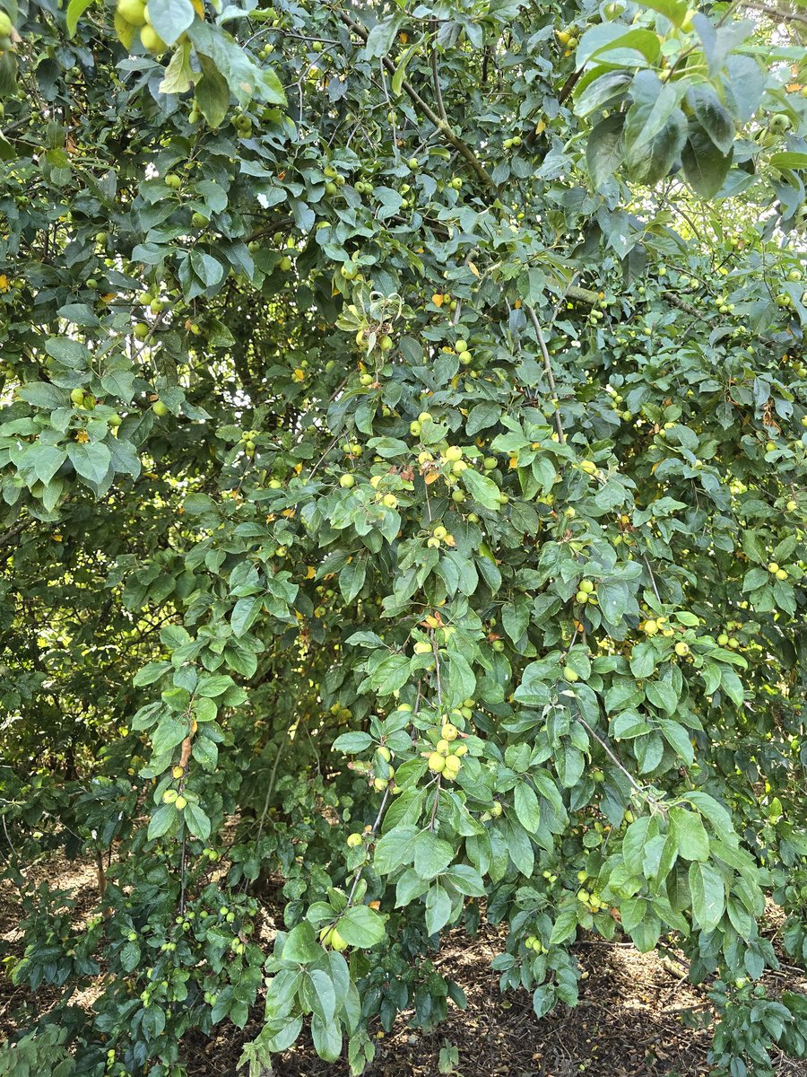 newhallfarmardsley tweet media