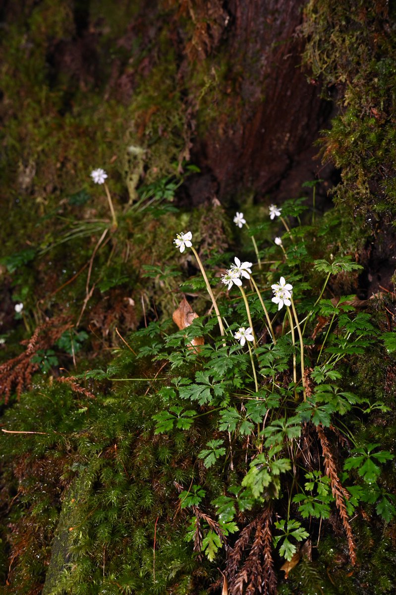 Toadrium's tweet image. 標高0~1,300mまで場所を変えながら歩いたが、歩くだけで必ず何かが見られる恐ろしい島だった。無理してでもまた行きたい。