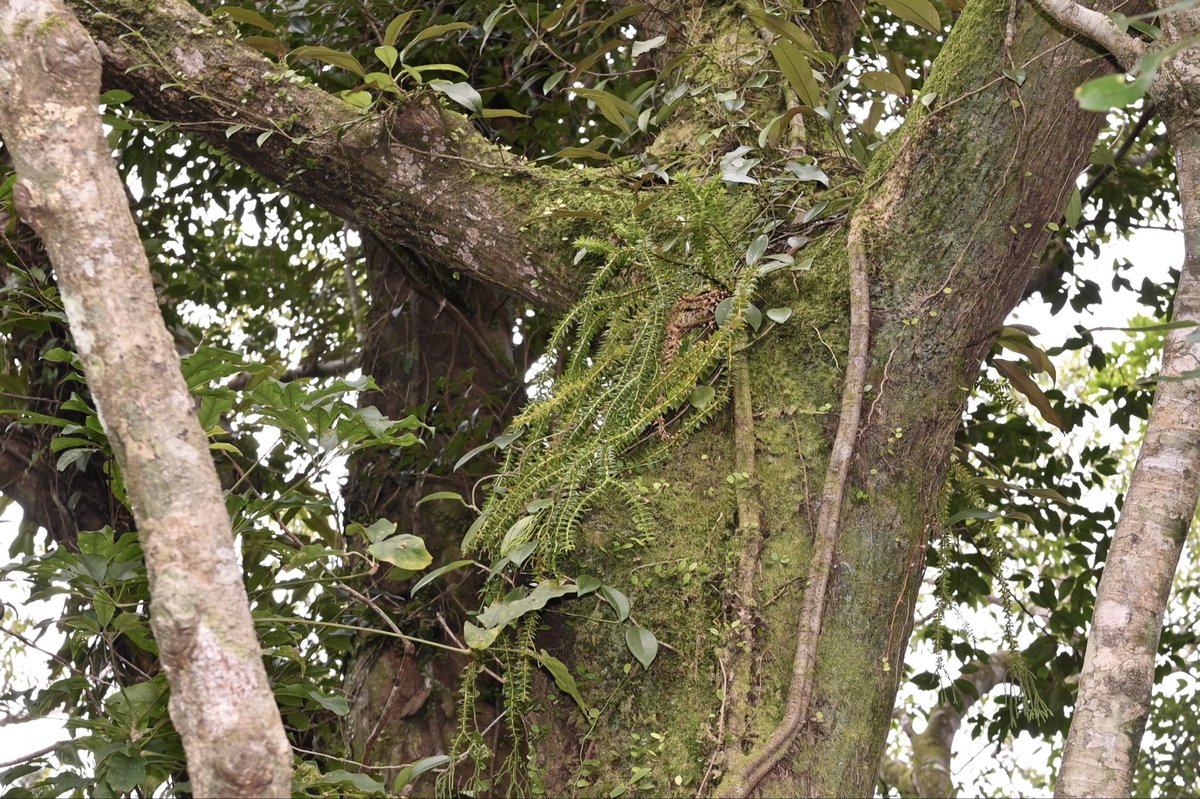 Toadrium's tweet image. 標高0~1,300mまで場所を変えながら歩いたが、歩くだけで必ず何かが見られる恐ろしい島だった。無理してでもまた行きたい。