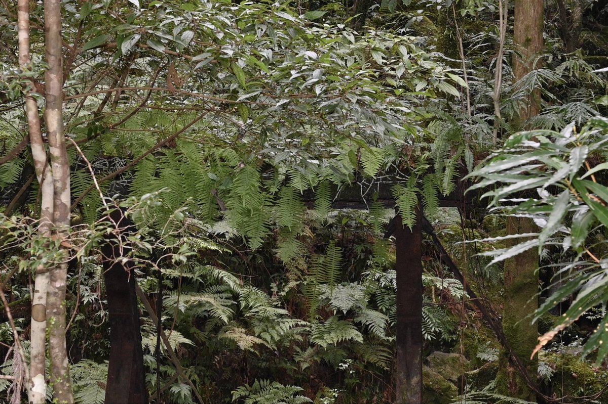 Toadrium's tweet image. 標高0~1,300mまで場所を変えながら歩いたが、歩くだけで必ず何かが見られる恐ろしい島だった。無理してでもまた行きたい。