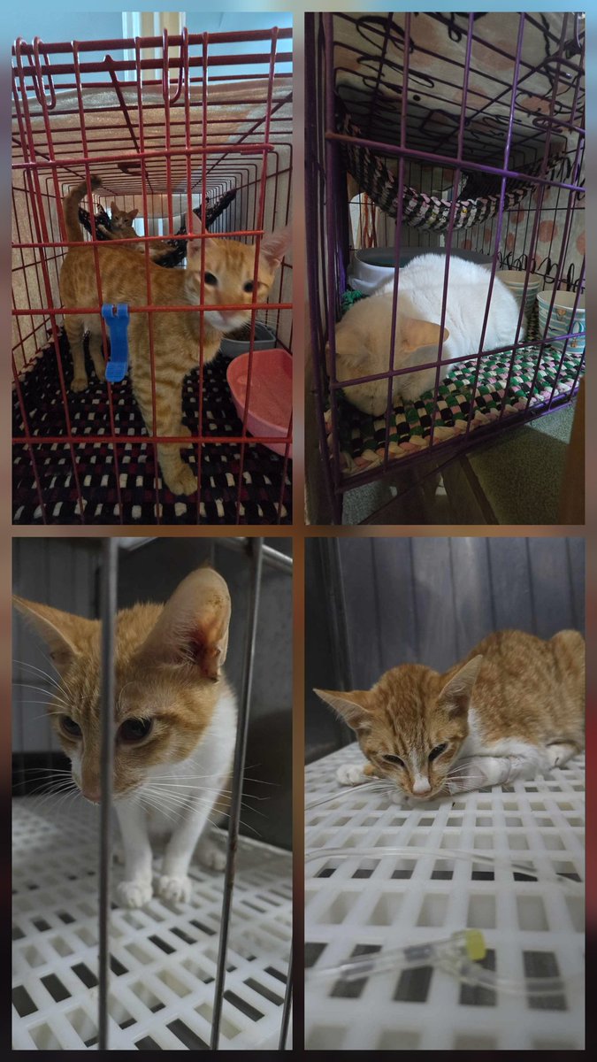 Gray And Siblings tweet media