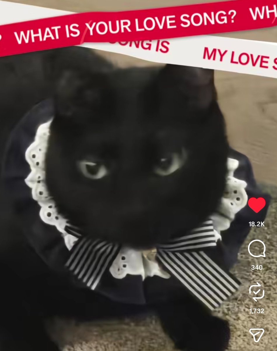 herkesin idolleri sewler gününde harika fotolar atito benim eleman kedisini giydirito