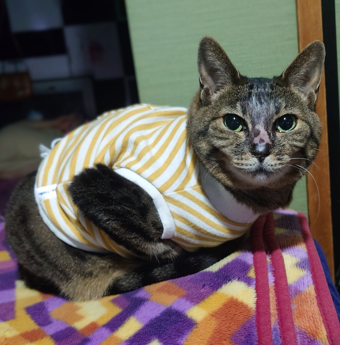 three_nyans's tweet photo. クルミの近影❗️お洋服を脱がせて、念入りにブラッシングをし、裸を満喫し、洗い立てのお洋服に着替てさっぱりしたところ🍋。良かったねぇ☺　#キジトラ女子部 https://t.co/KnWl5T8hC4