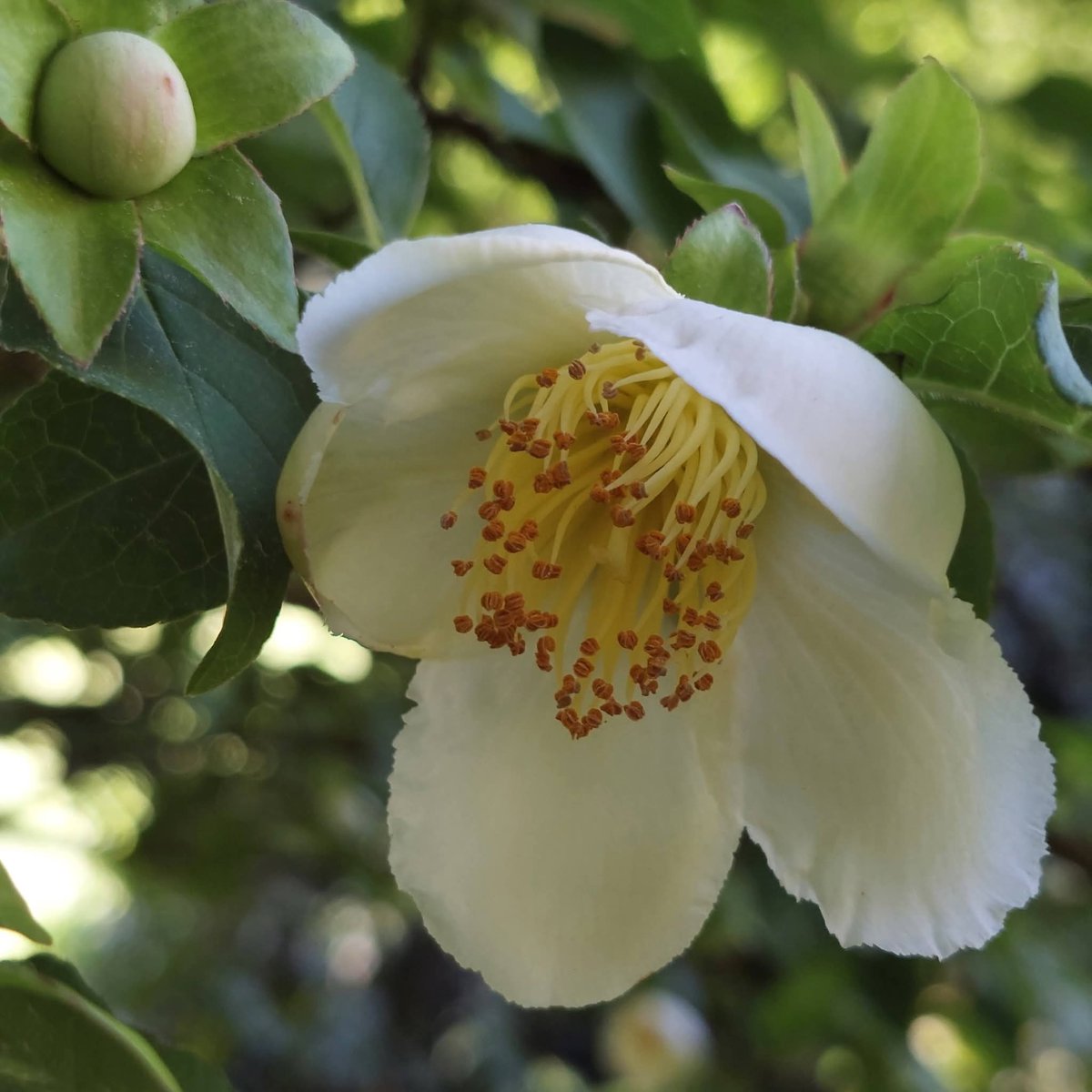 🌱 𝑺𝑻𝑬𝑾𝑨𝑹𝑻𝑰𝑨 🌱
Soms kom je een boom tegen die je niet voor jezelf mag houden. Een boom die iedereen moet kunnen zien, bewonderen en leren kennen. Dat is de Stewartia! facebook.com/share/p/1DZa8D…