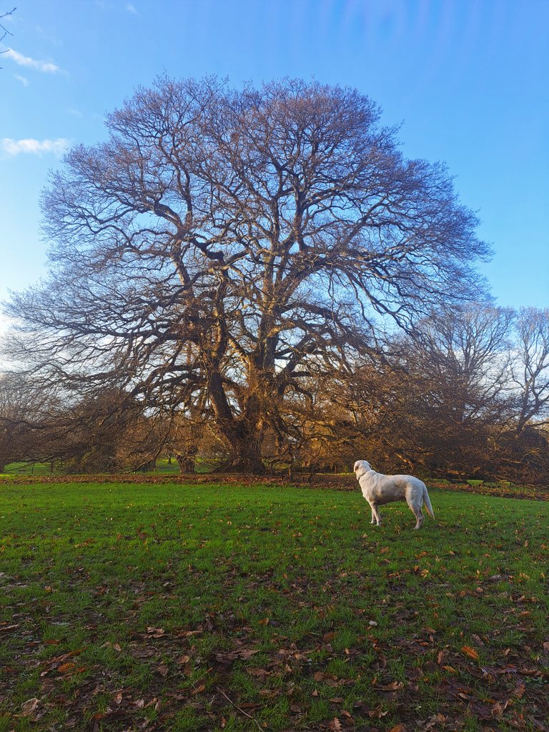 Mcenroe fascinated by a naked Rex's tree
