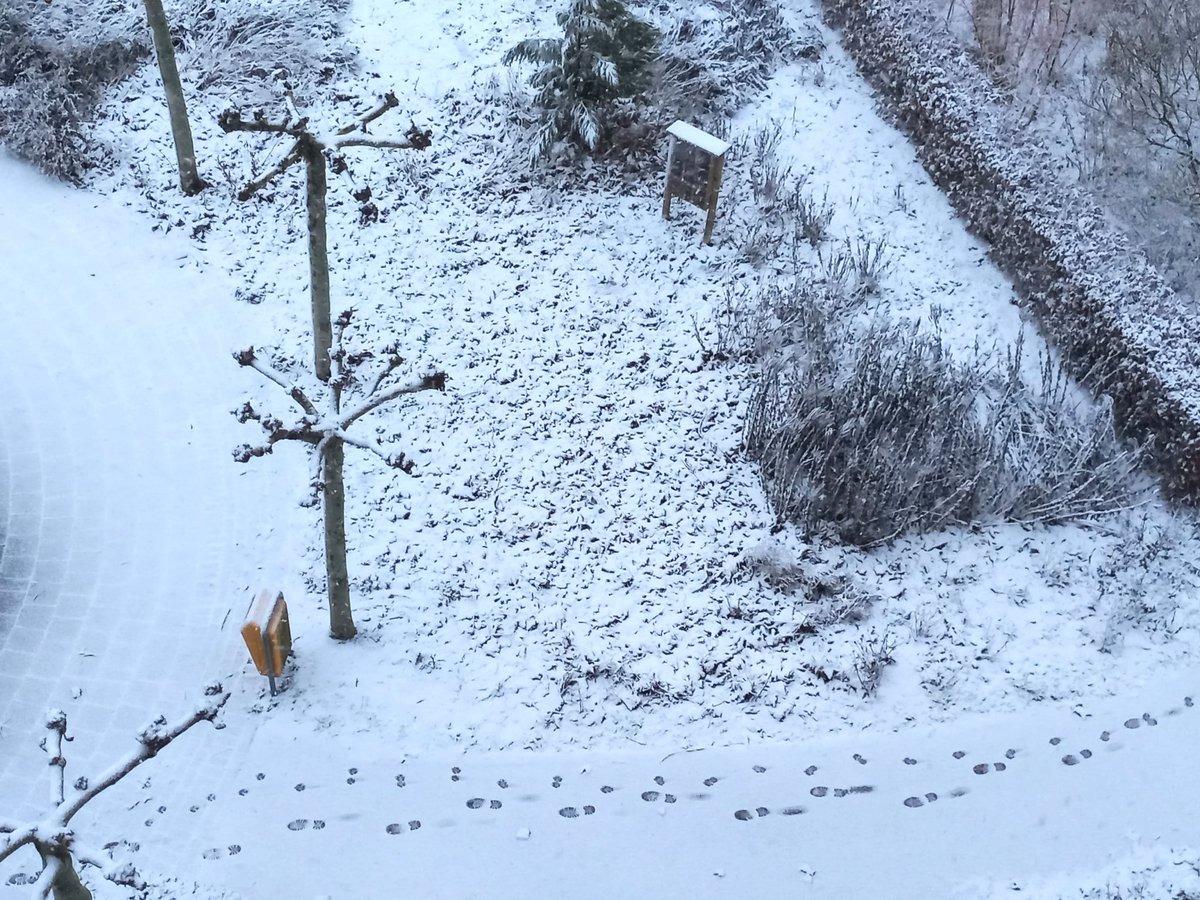 DanielvdSterren's tweet photo. #sneeuw #sliedrecht #winter #weer https://t.co/MK0kghWTHQ