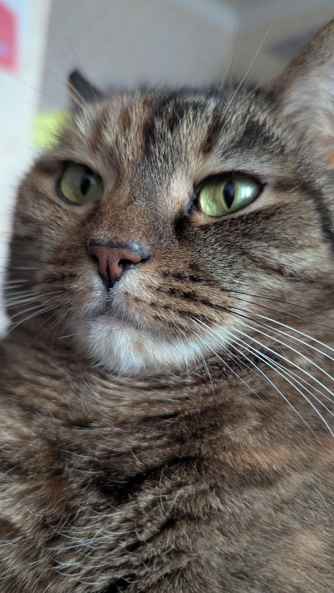 котяпёсья феечка tweet media