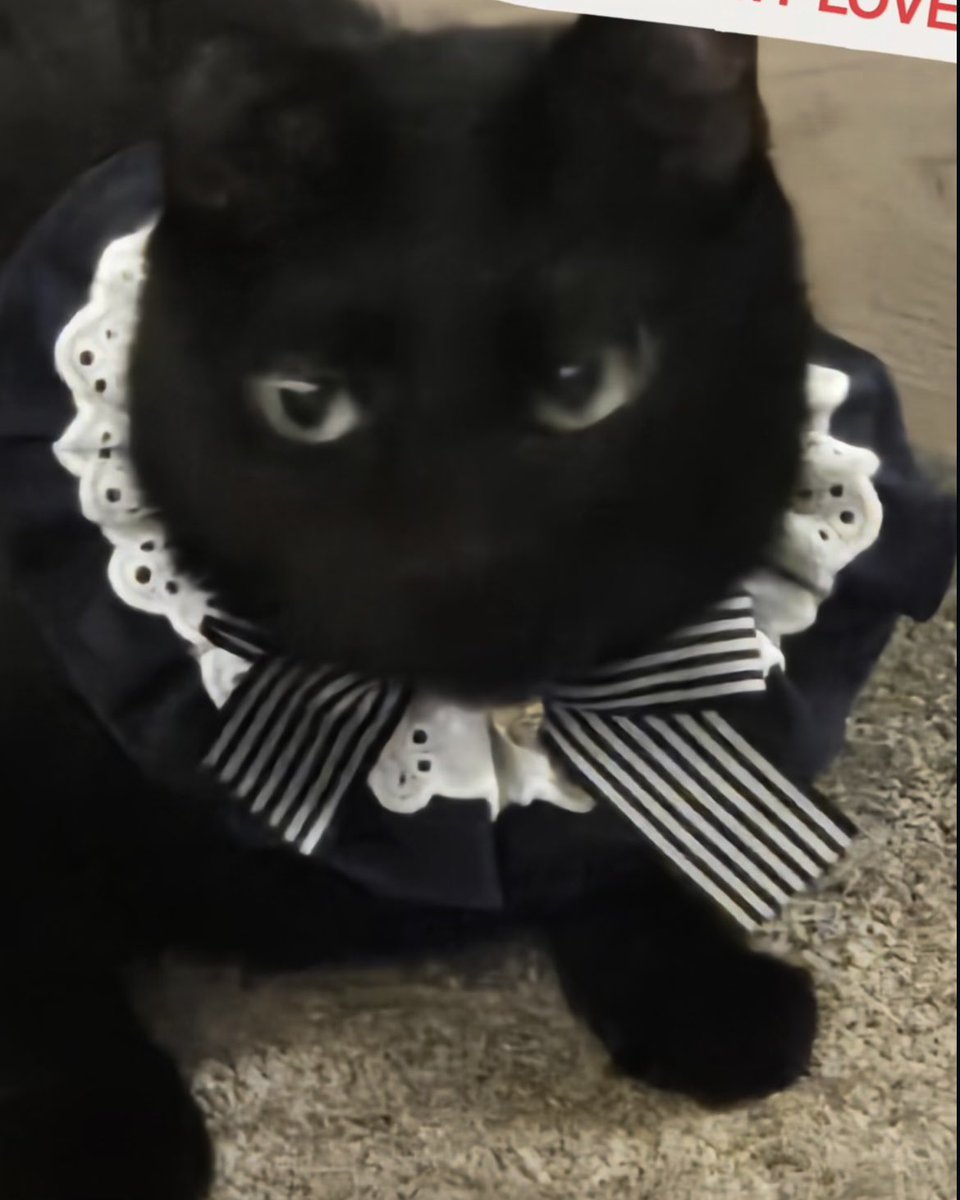 First the chick bell and now the jack skellington-esque collar… what in the park jimin???