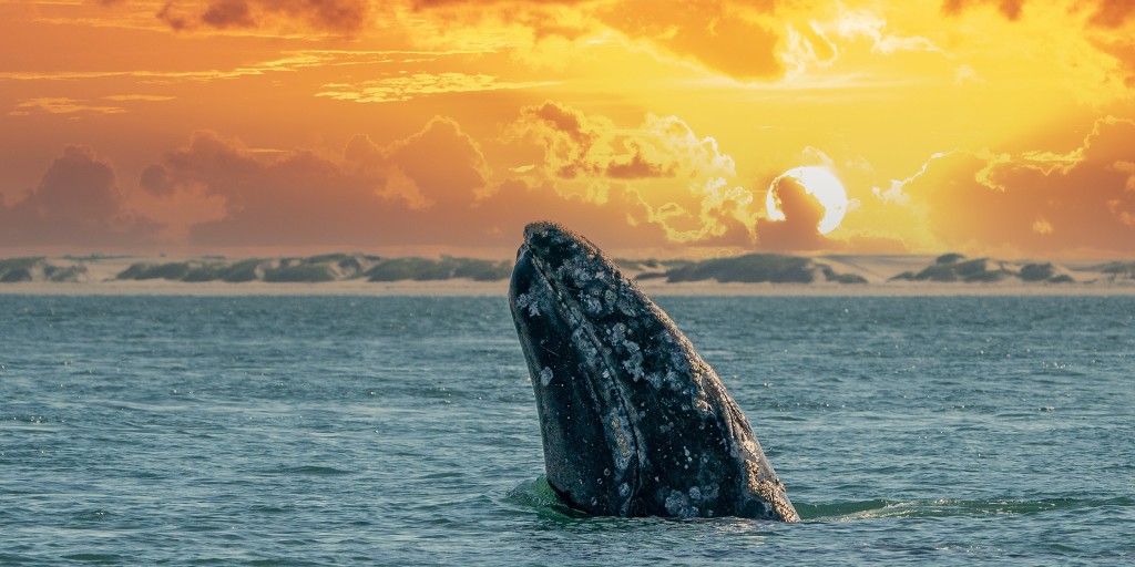 Yay, it’s #WorldWhaleDay! 🐳 

Whales are some of the largest — and most awe-inspiring — animals on Earth. From blue whales to humpbacks, learn more about the species that roam our ocean and why protecting them is so important 👉 oceana.ly/4qu9C5v